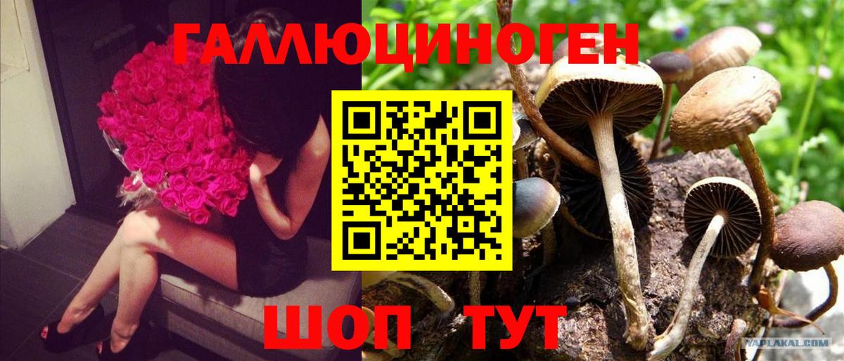 Галлюциногенные грибы Psilocybe  Вход с VPN  как найти наркотики  Нальчик 
